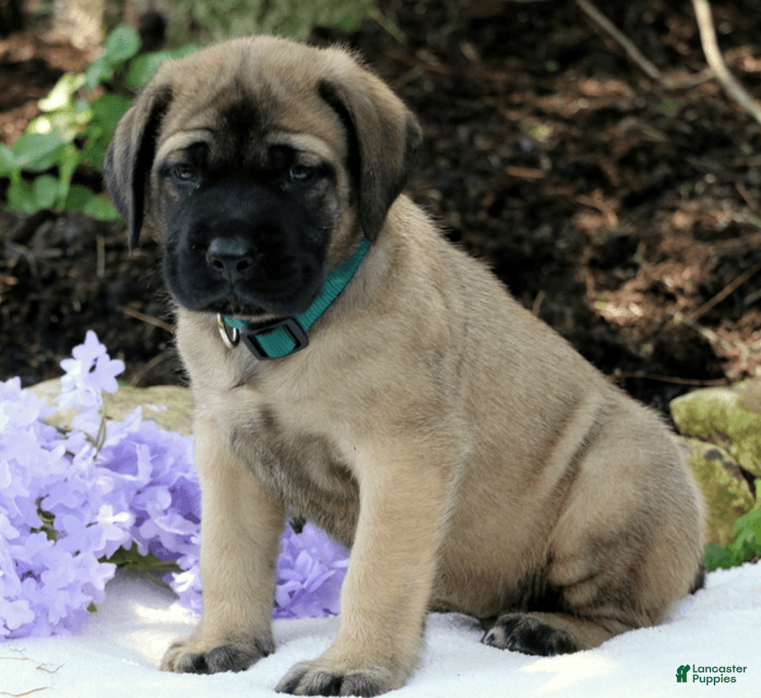 English Mastiff dogs for sale: Buck - Image 1