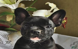 French Bulldog dogs for sale: Coco - Image 5