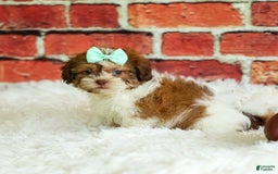 Shih Tzu dogs for sale: Rusty - Image 8