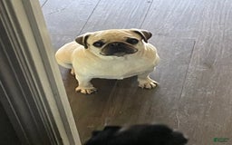 Pug dogs for sale: Peaches - Image 3