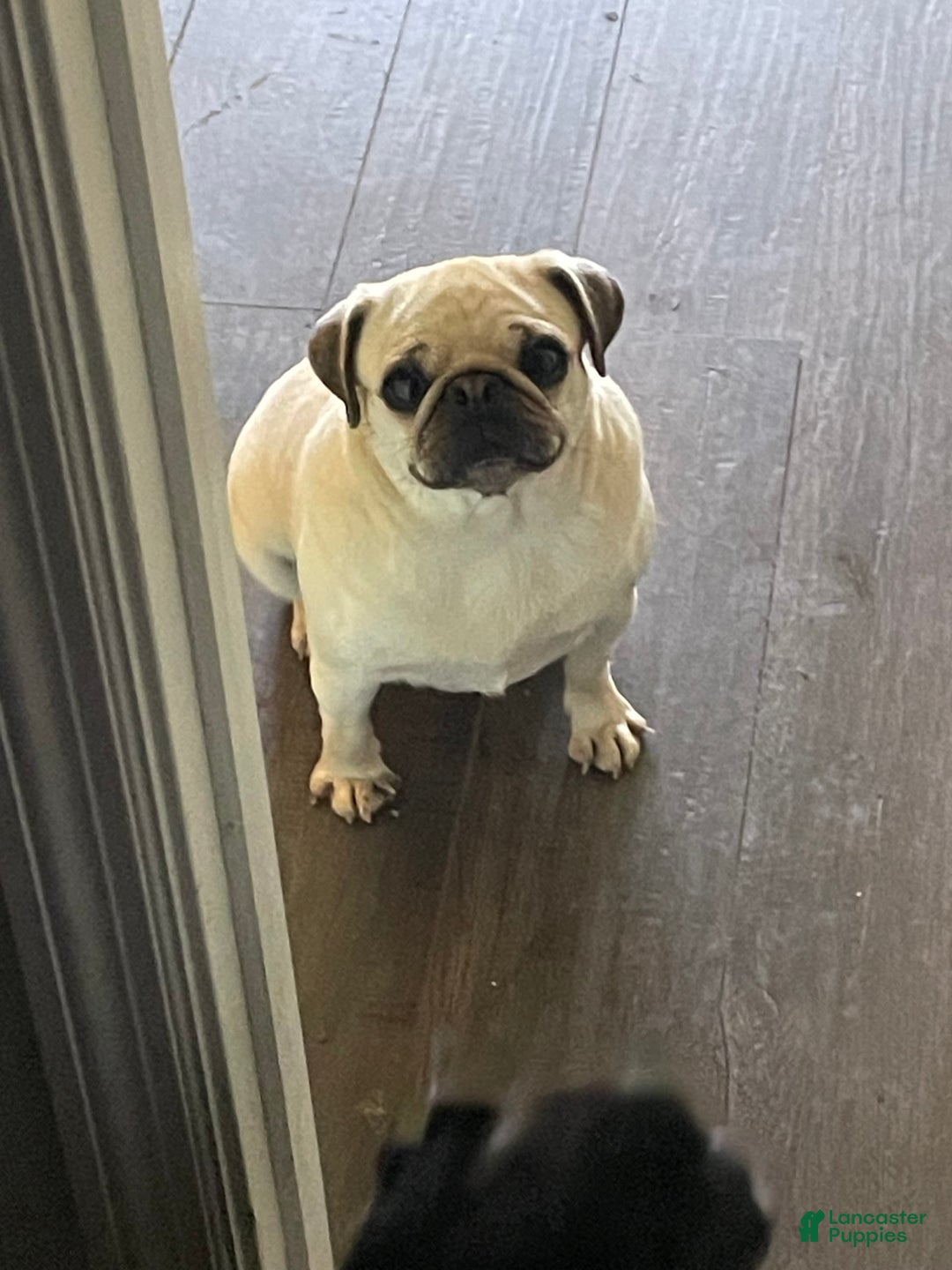Pug dogs for sale: Peaches - Image 3