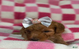 Mini Goldendoodle dogs for sale: Romi - Image 1