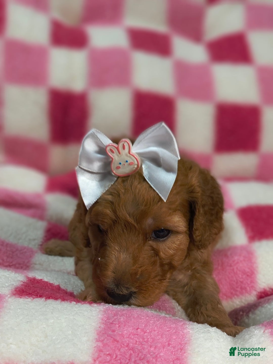 Mini Goldendoodle dogs for sale: Romi - Image 1