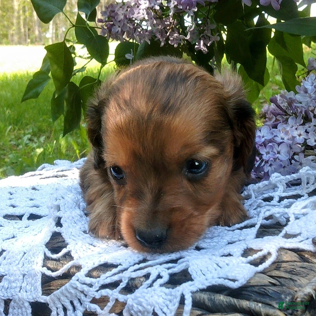 Miniature Dachshund dogs for sale: Scout - Image 2