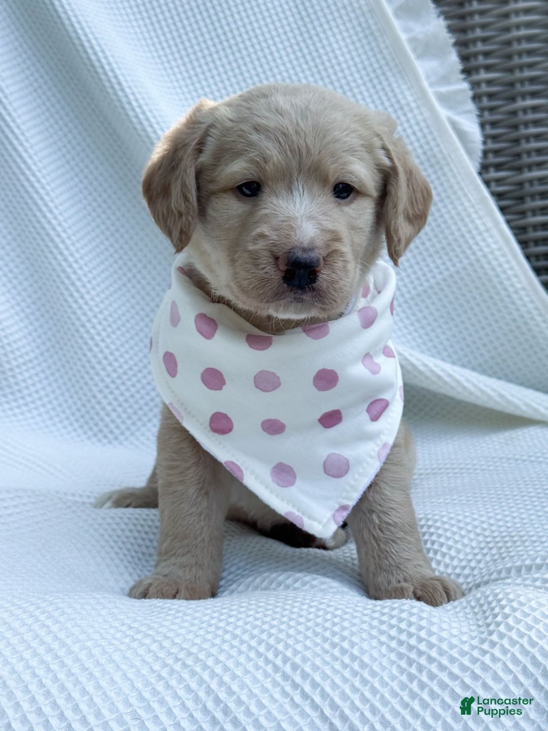 Labradoodle dogs for sale: Caramel - Image 7