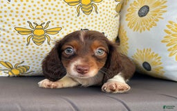 Miniature Dachshund dogs for sale: Reid - Image 7