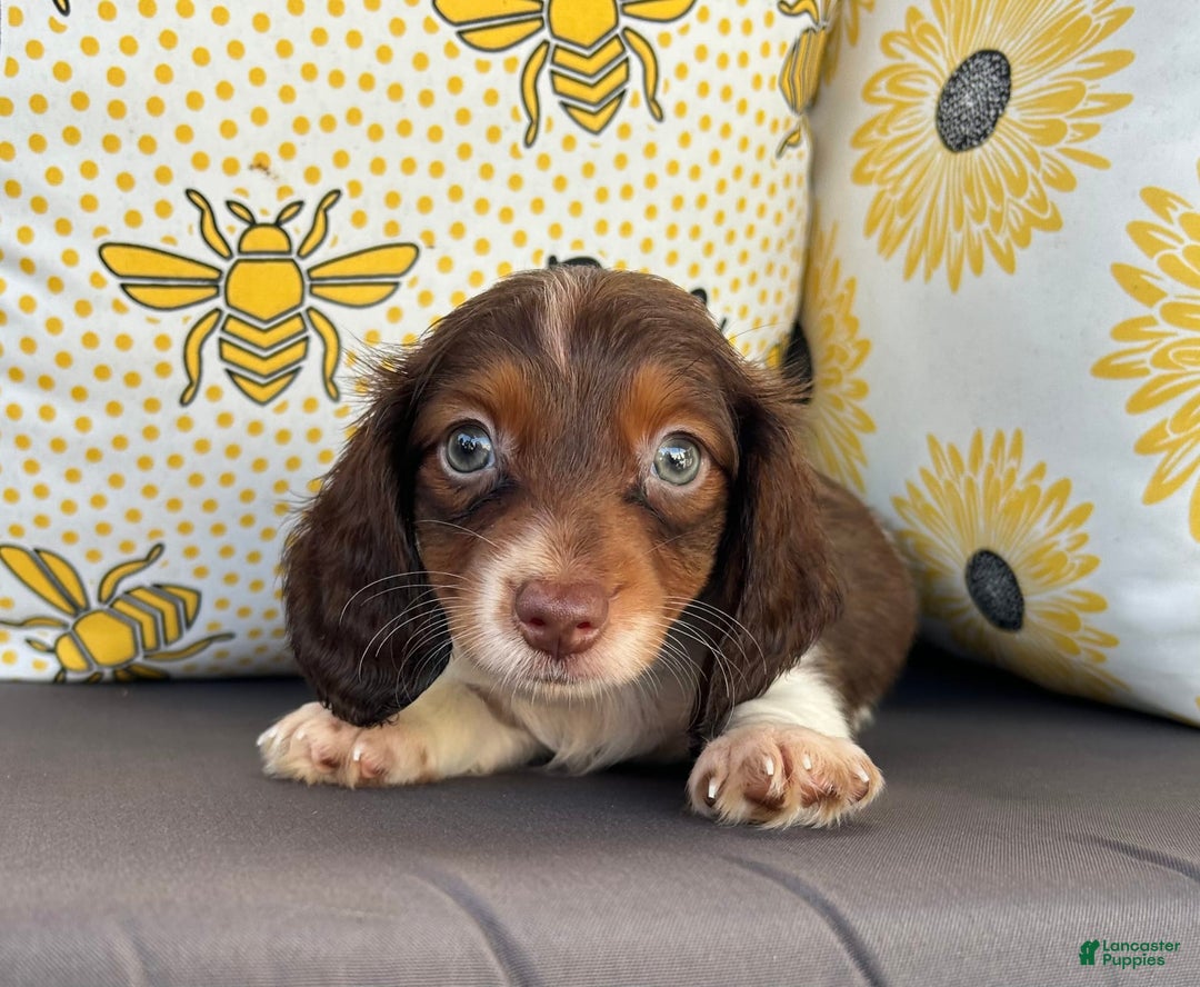 Miniature Dachshund dogs for sale: Reid - Image 7