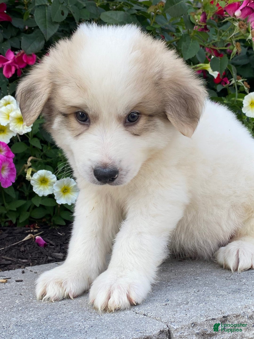 Great Pyrenees dogs for sale: Gordan - Image 4