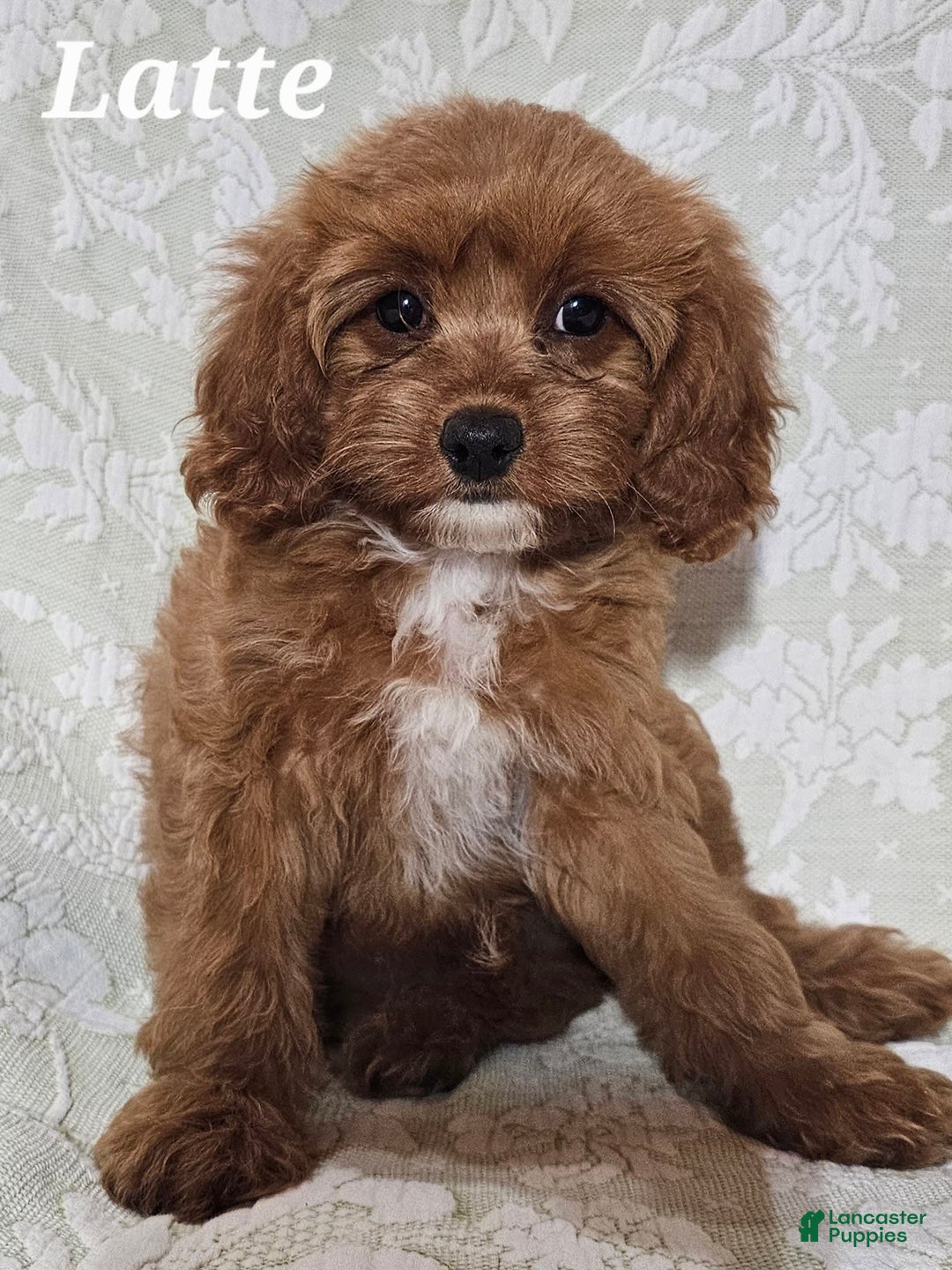Cavapoo dogs for sale: Latte - Image 4