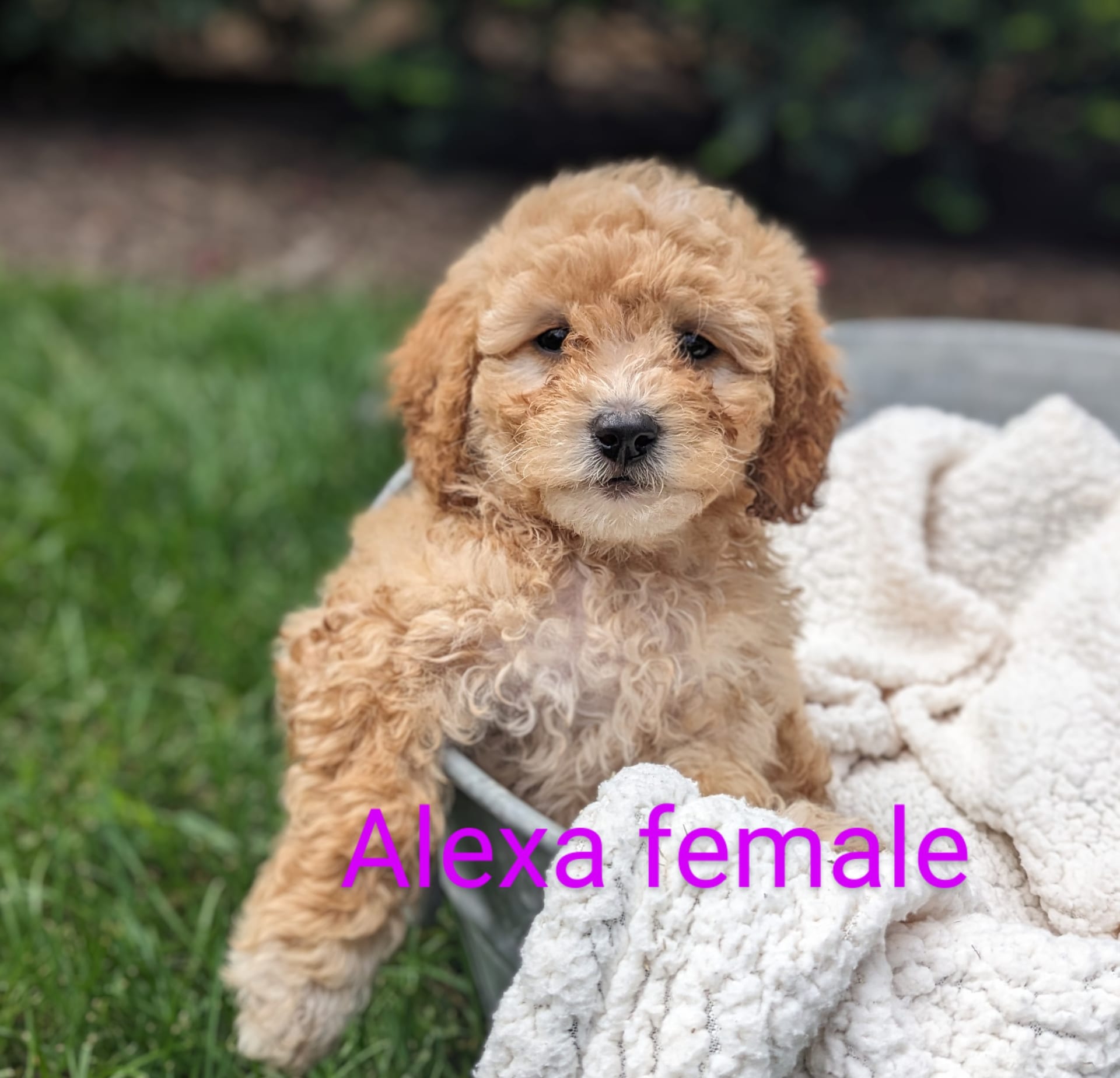Mini Goldendoodle dogs for sale: Alexa - Image 6