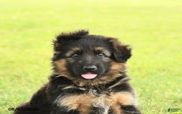 German Shepherd dogs for sale: Dazzle - Image 5