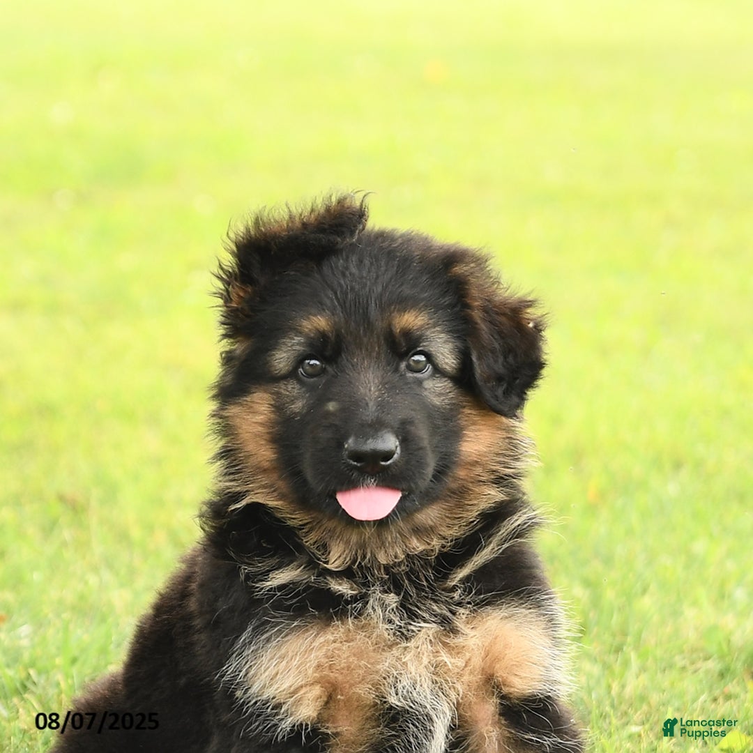 German Shepherd dogs for sale: Dazzle - Image 5