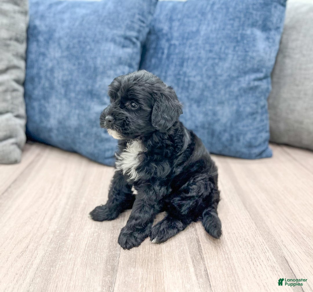  dogs for sale: Mini Goldendoodle 5 puppies - Image 12