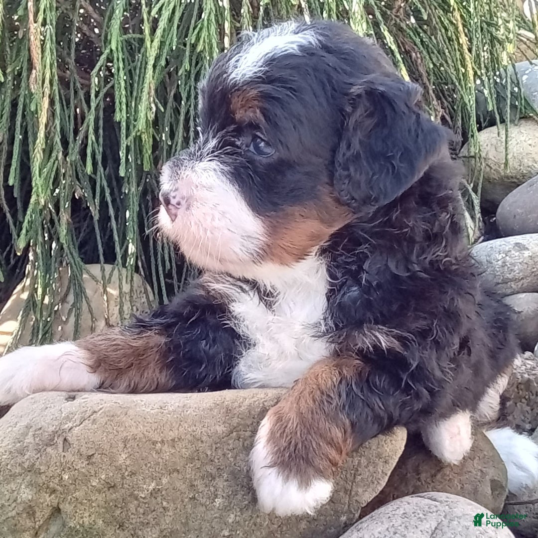 Mini Bernedoodle dogs for sale: Oakley - Image 3