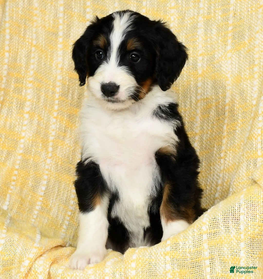 Bernedoodle dogs for sale: Lola - Image 15