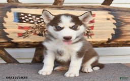 Siberian Husky dogs for sale: Robin - Image 4