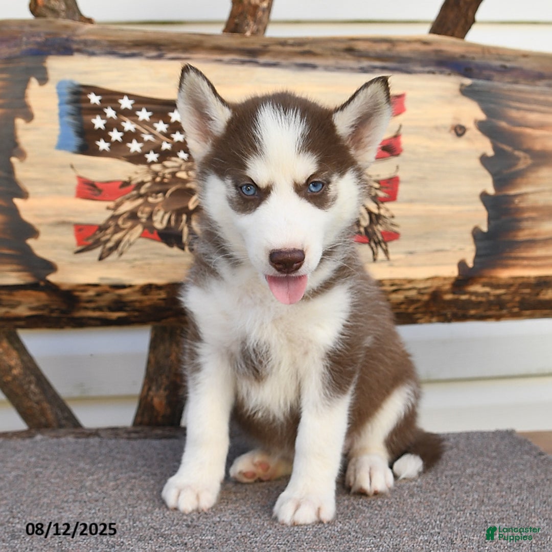 Siberian Husky dogs for sale: Robin - Image 4