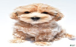 Maltipoo dogs for sale: Clay - Image 3