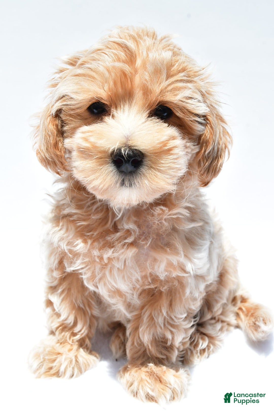 Maltipoo dogs for sale: Clay - Image 3
