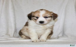Australian Shepherd dogs for sale: Sandy - Image 5