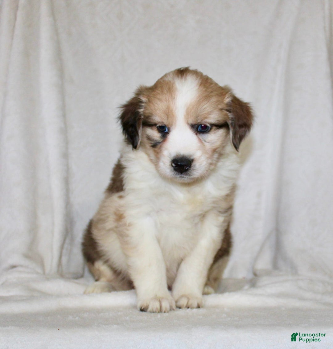Australian Shepherd dogs for sale: Sandy - Image 5