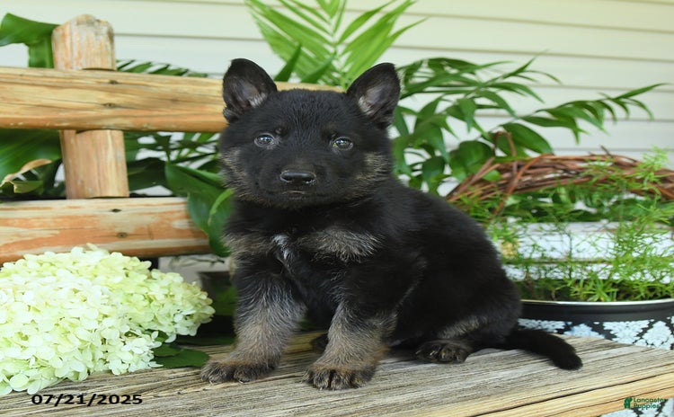 German Shepherd dogs for sale - Ad 3