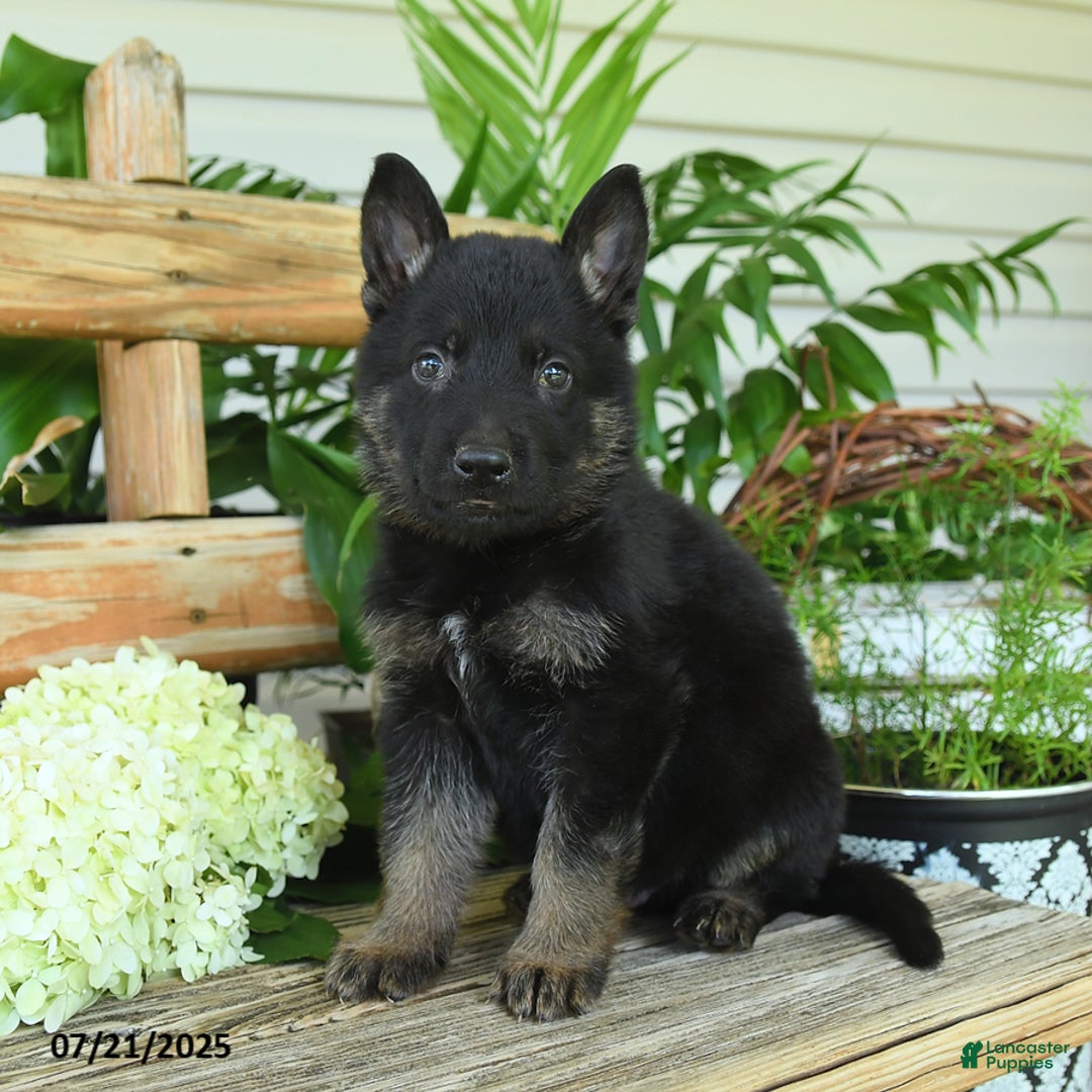 German Shepherd dogs for sale: Midnight - Image 1