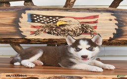 Siberian Husky dogs for sale: Robin - Image 1