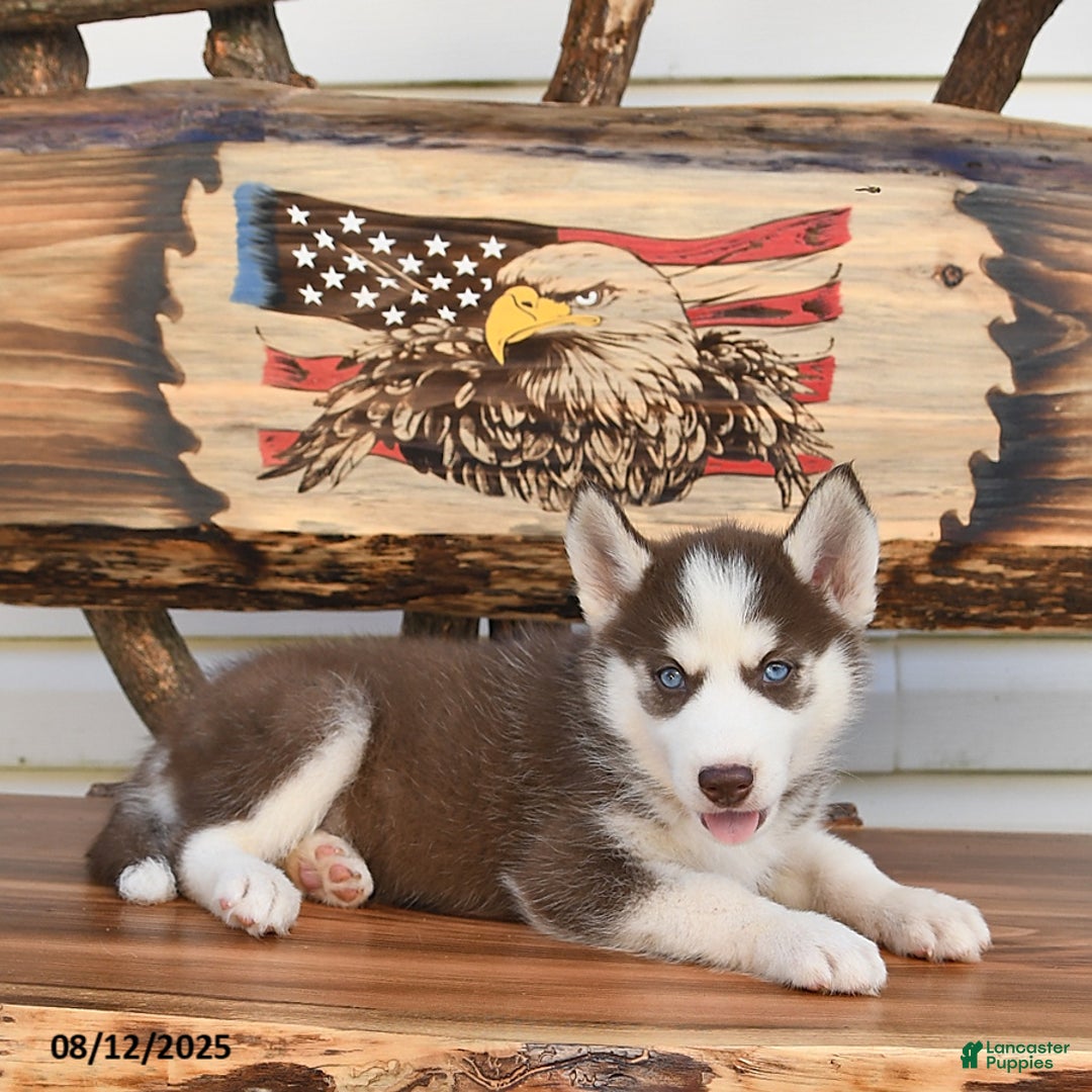 Siberian Husky dogs for sale: Robin - Image 1