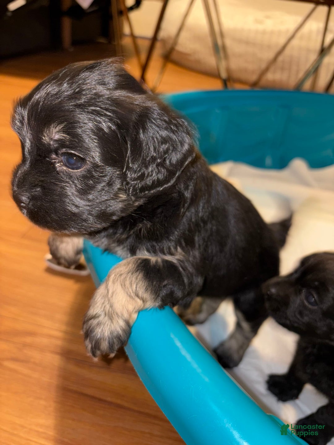 Cockapoo dogs for sale: Happy Feet - Image 1