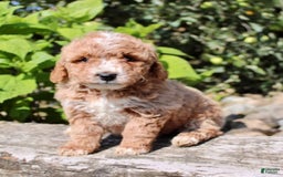 Mini Goldendoodle dogs for sale: Gwen - Image 8