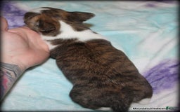 Chihuahua dogs for sale: Cisco - Image 8