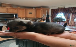 Chihuahua dogs for sale: Chihuahua 4 puppies - Image 15