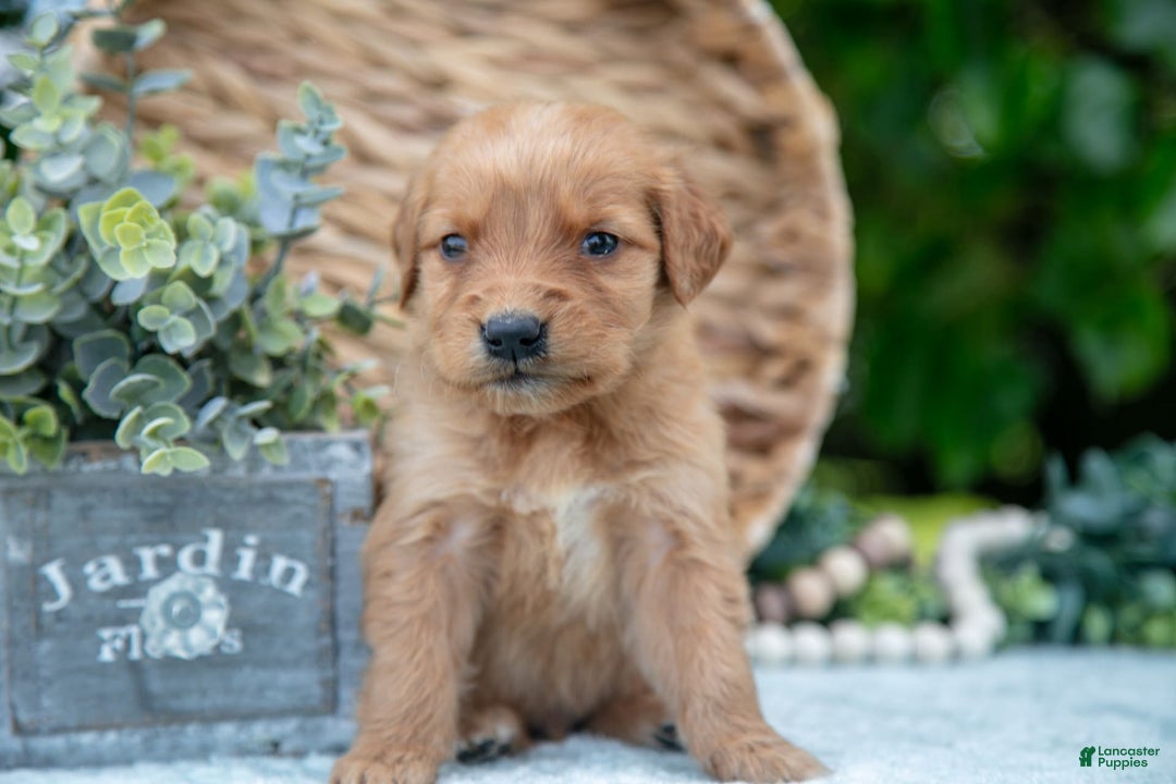 Golden Retriever dogs for sale: Doc - Image 4