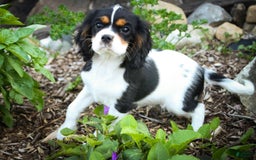 Cavalier King Charles Spaniel dogs for sale: Nero - Image 23