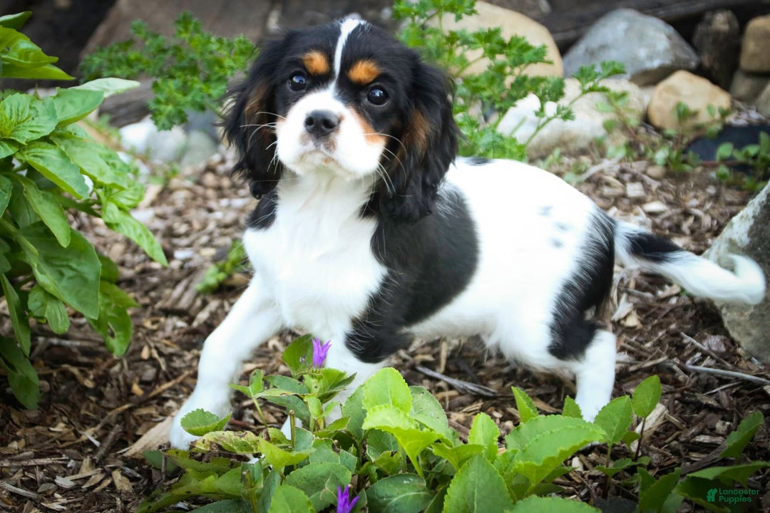 Cavalier King Charles Spaniel dogs for sale: Nero - Image 23