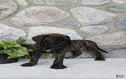 English Mastiff dogs for sale: Bella - Image 6