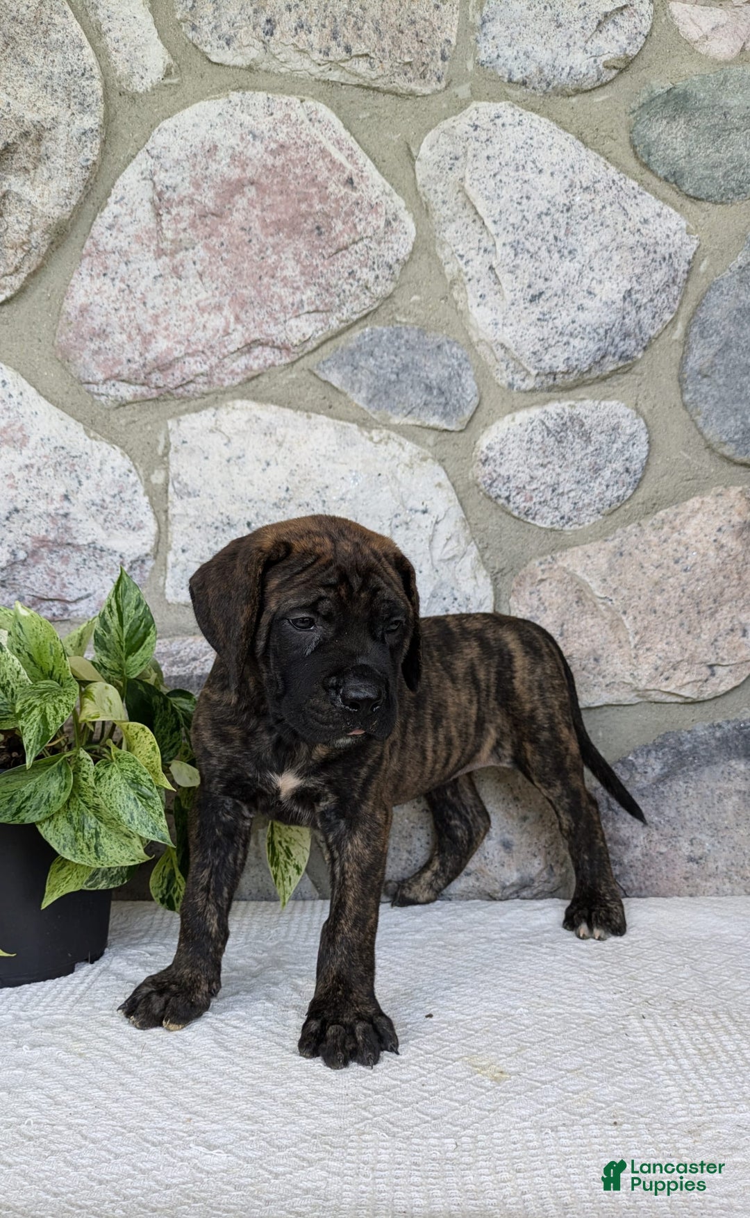 English Mastiff dogs for sale: Bella - Image 6