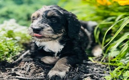 Bernedoodle dogs for sale: Candy - Image 1