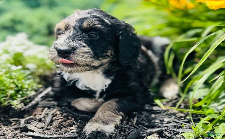 Bernedoodle dogs for sale - Ad 1