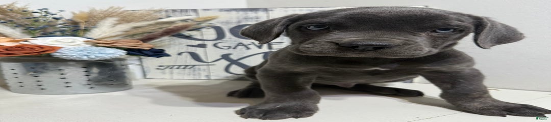 Axel