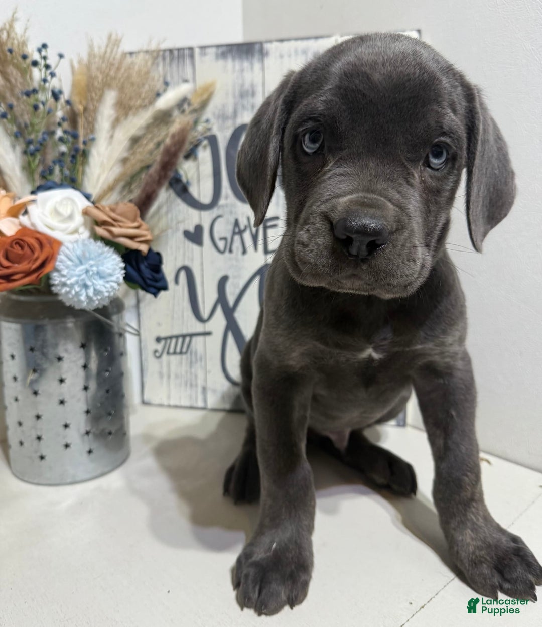 Cane Corso dogs for sale: Axel - Image 3