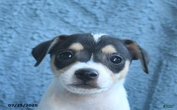 Toy Fox Terrier dogs for sale: Samson - Image 3