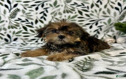 Shorkie dogs for sale: Sugar - Image 4