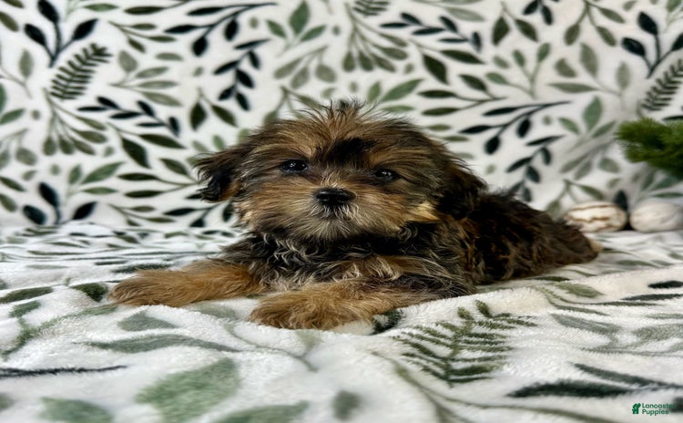 Shorkie dogs for sale - Ad 3