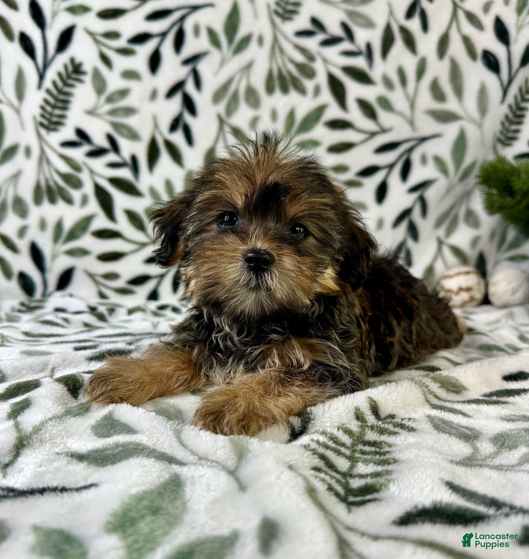 Shorkie dogs for sale: Sugar - Image 4