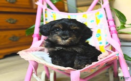 Havapoo dogs for sale: House Raised Sparkles - Image 17