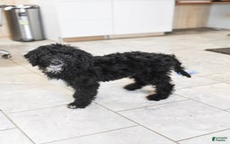Goldendoodle dogs for sale: Paisley - Image 3