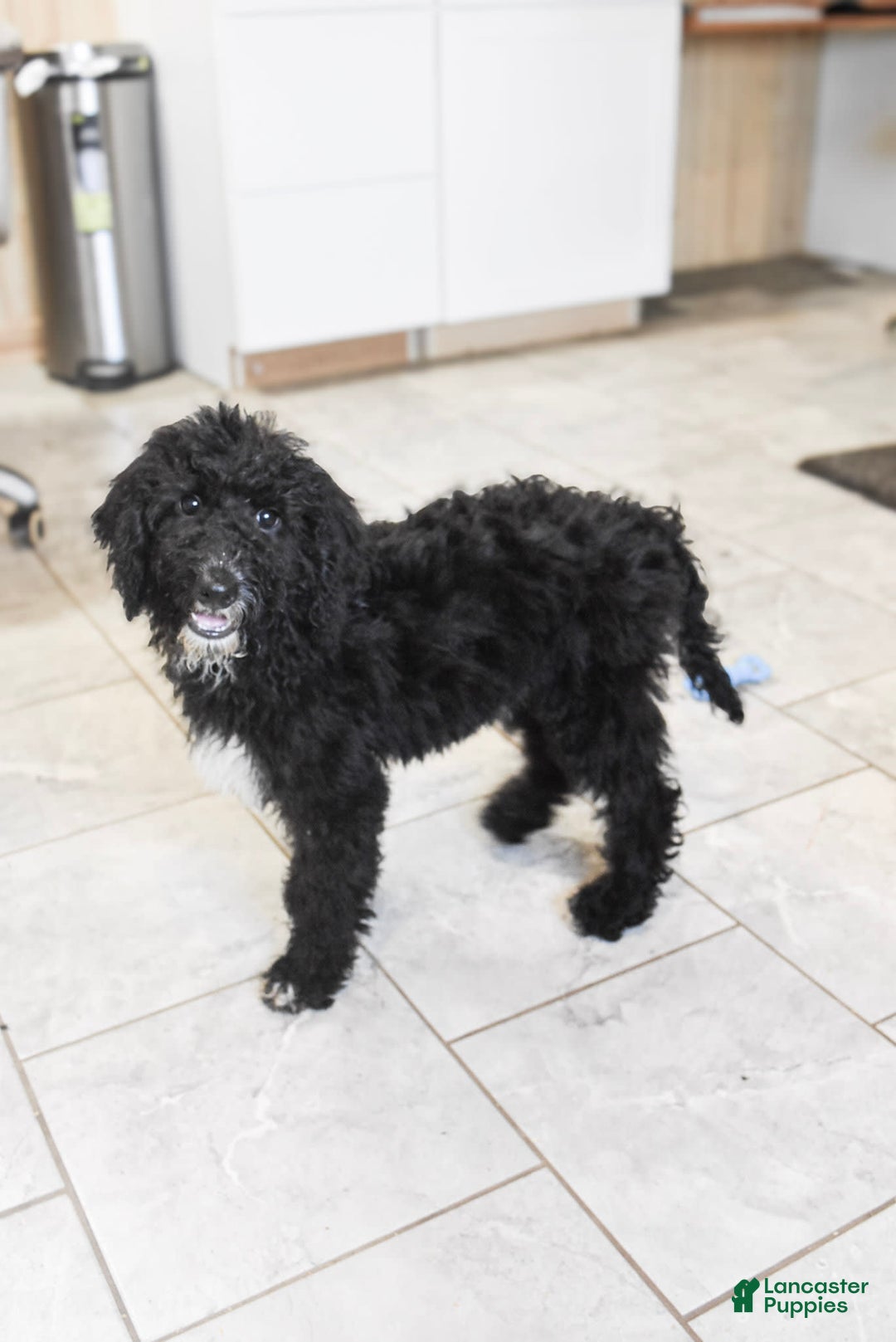 Goldendoodle dogs for sale: Paisley - Image 3