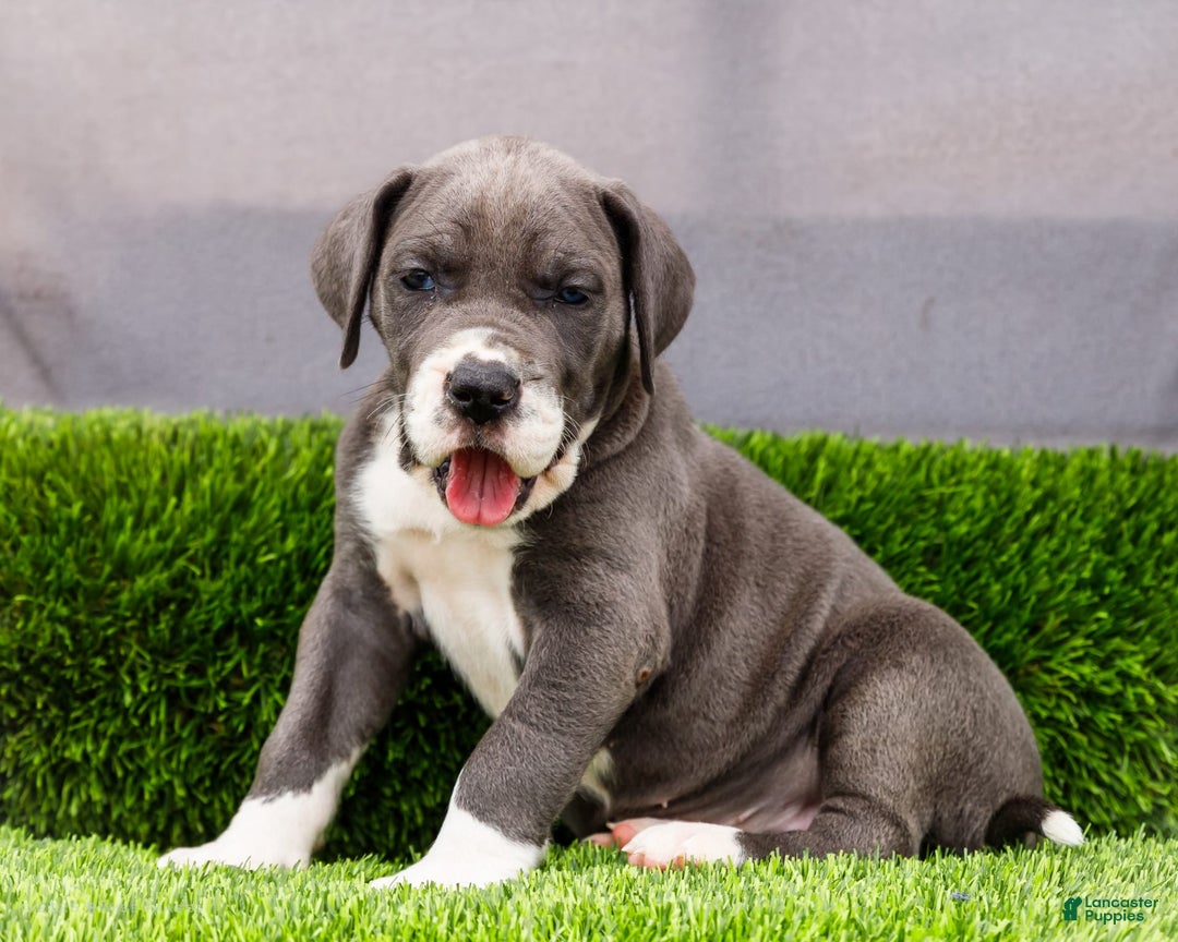 Great Dane dogs for sale: Karen - Image 1